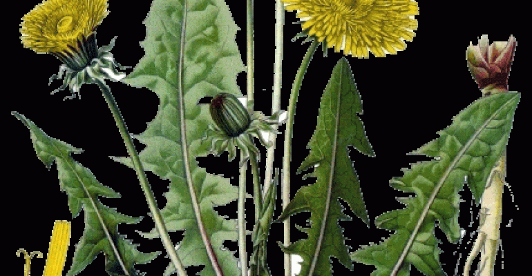 PRIMAVERA: VIA LE TOSSINE, CON TARASSACO E INSALATA